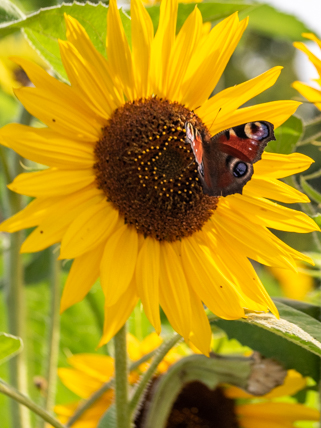 fjäril på solblomma